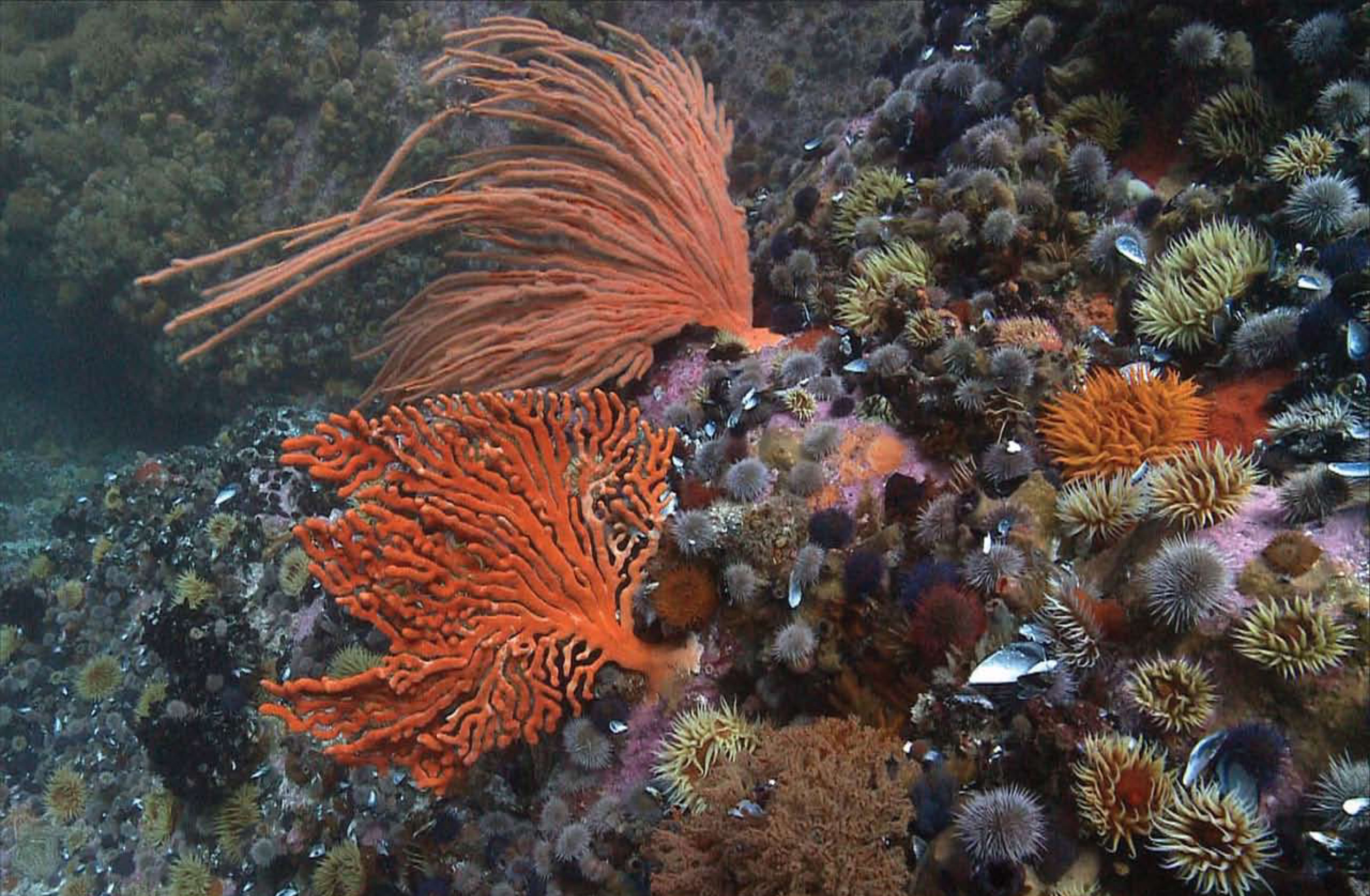 False Bay, while lacking in colourful fish, supports a large and colourful reef community. 