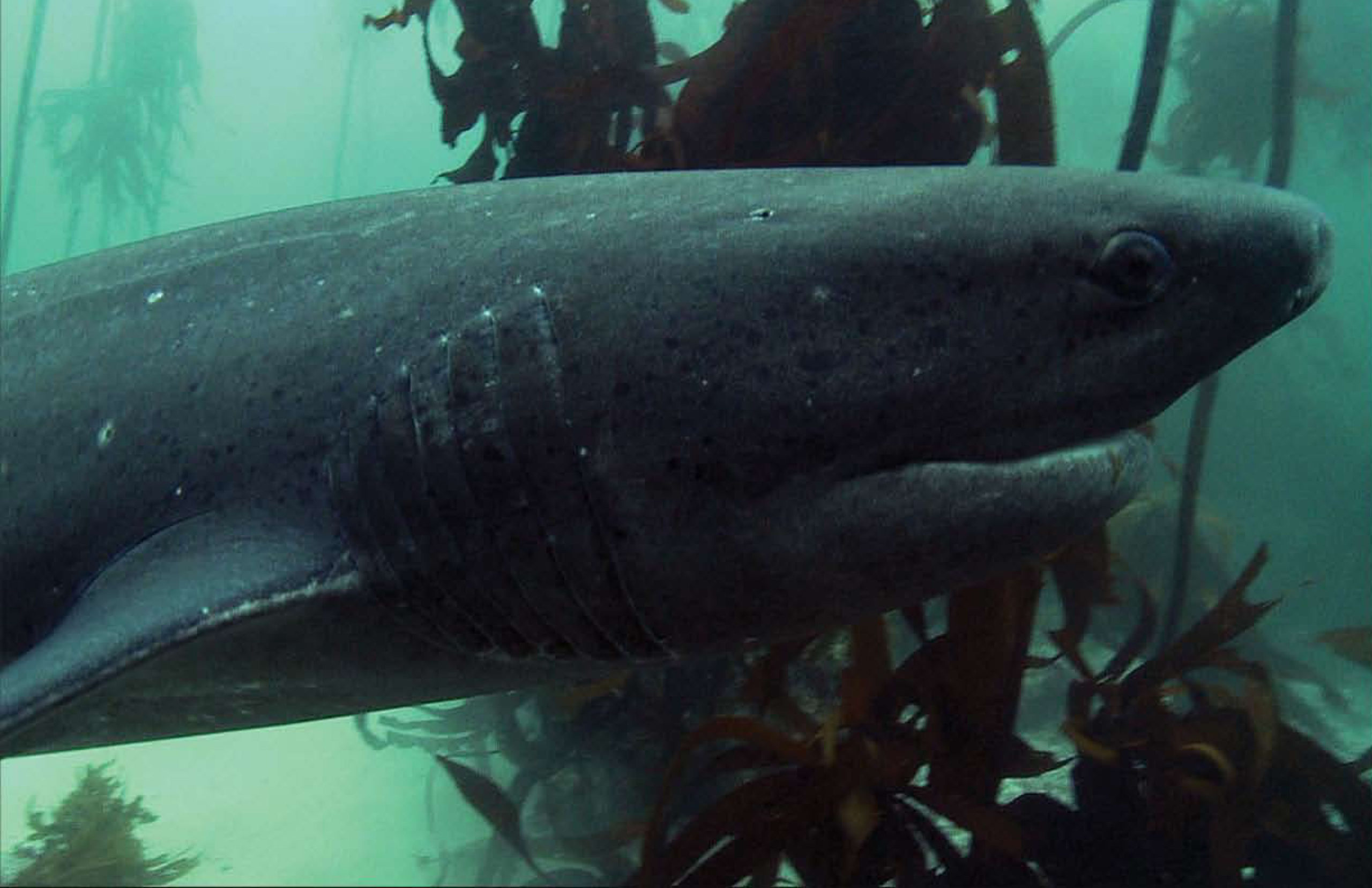 Close up of sevengill shark.
